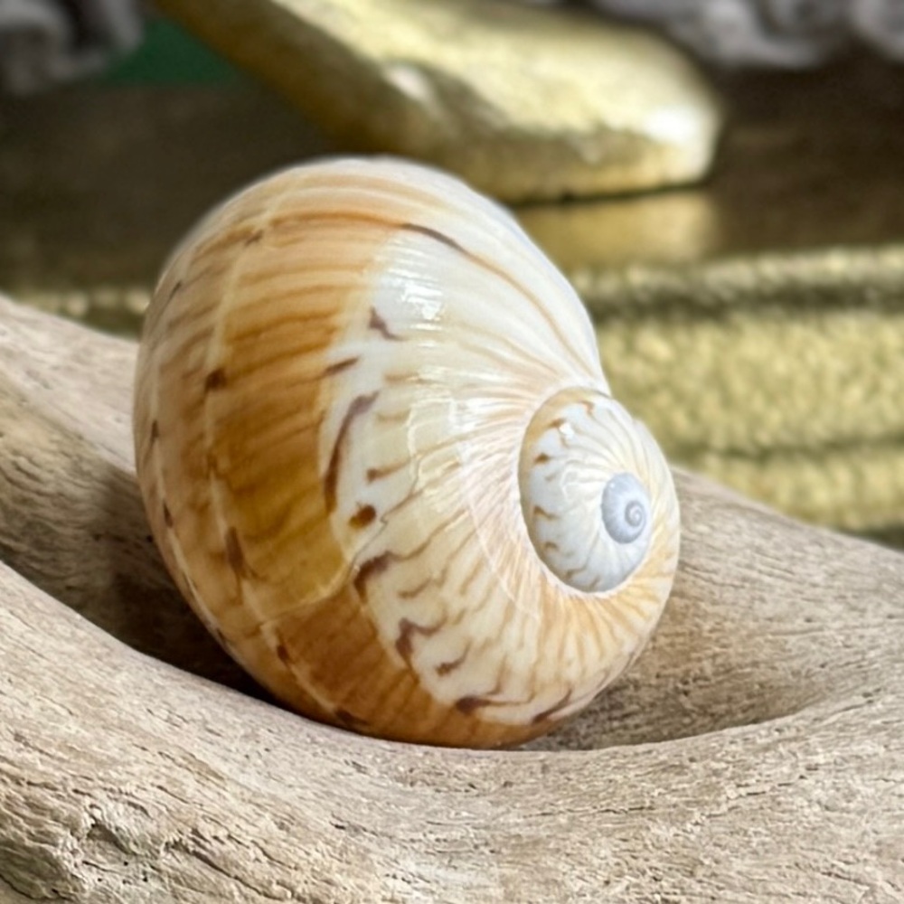 Stunning Vibrant Florida Colorful Atlantic Natica Moon Seashell Collector Shell